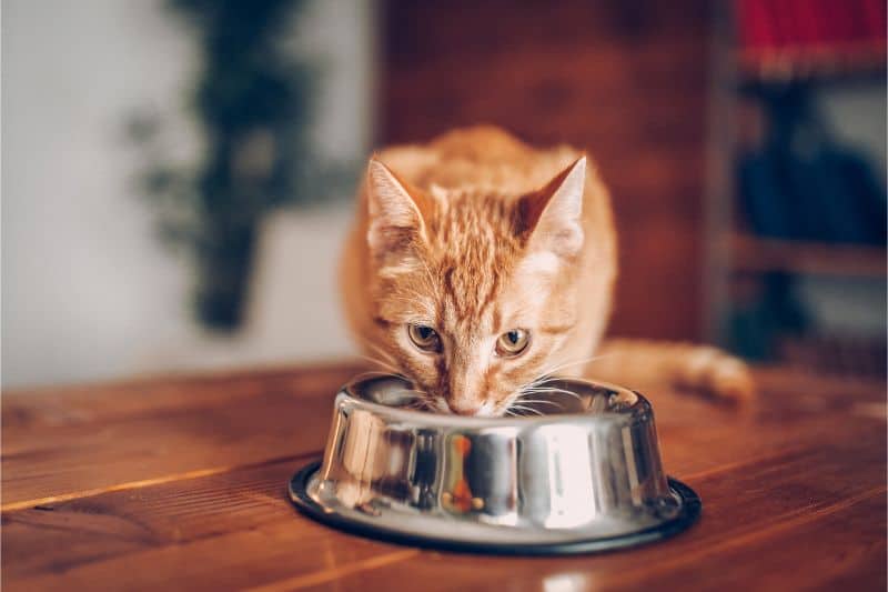 A Purrfect Recipe for Cat Nutrition