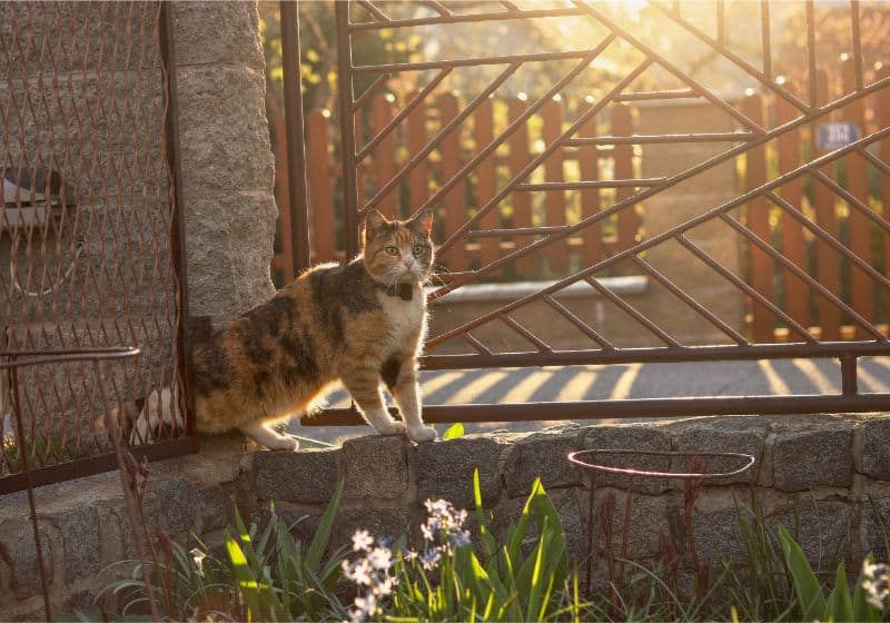 A cat in front of a gate