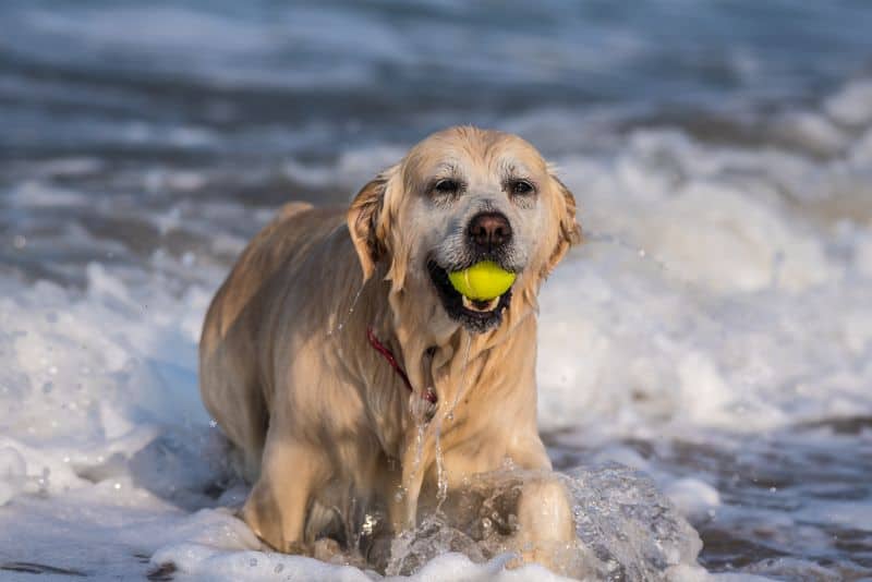 Keep Your Dog Safe at the Beach