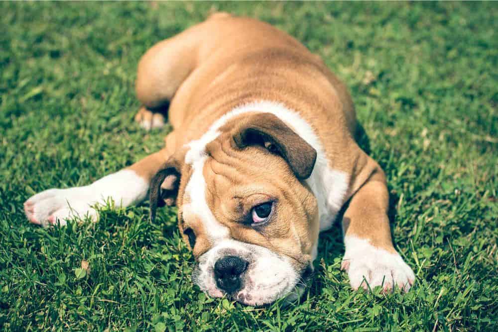 Beating Heatstroke in Pets