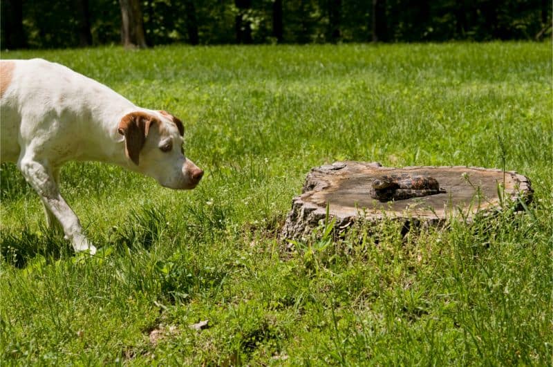 Keeping Pets Safe From Snakes at Home