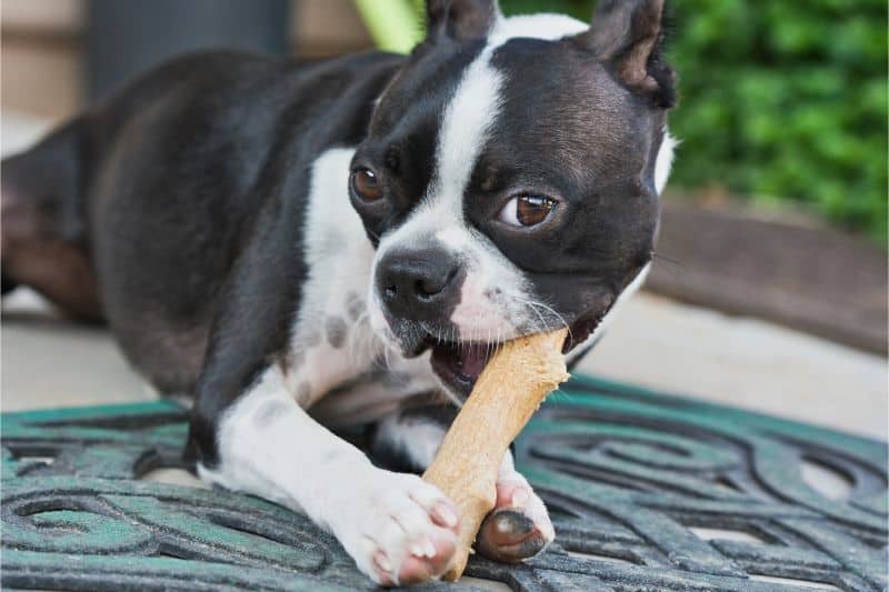 What Are Pet Dental Chews, and Are They Worth All the Hype?