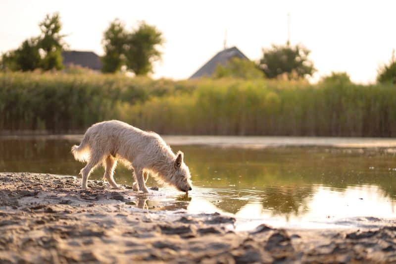 A Microscopic Menace: Giardia in Dogs ﻿