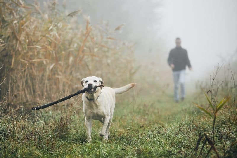 Protecting Pets From Smoke During Wildfires