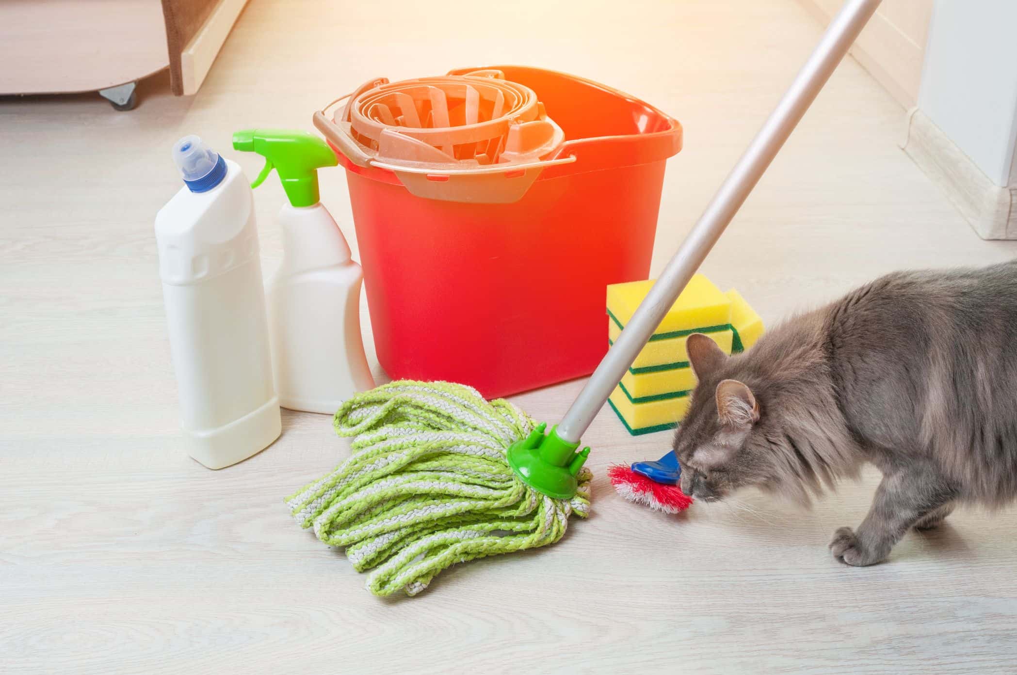 Fresh Home, Healthy Pet: Spring Cleaning Pet Safety Tips