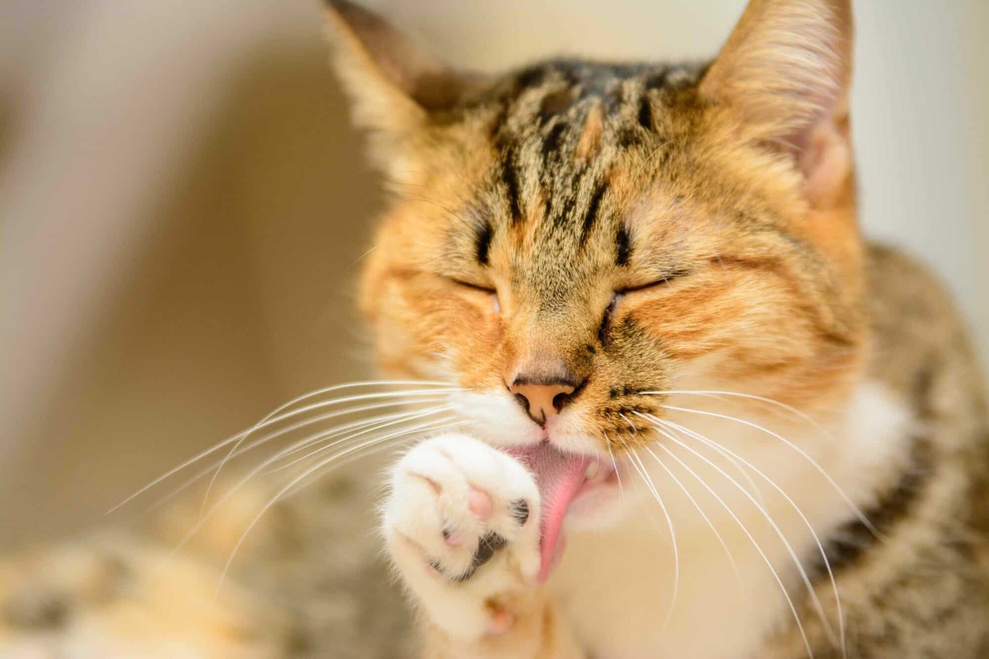 Cat Hairballs and What You Should Know About Them