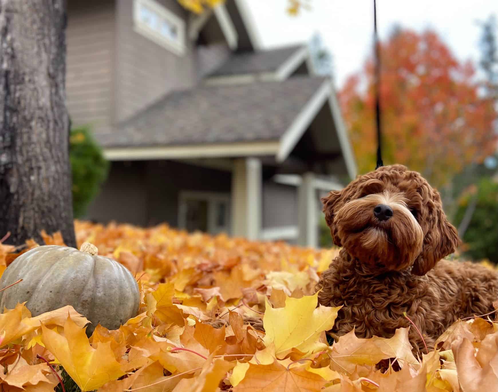 Festive Thanksgiving Fare that is Safe for Pets