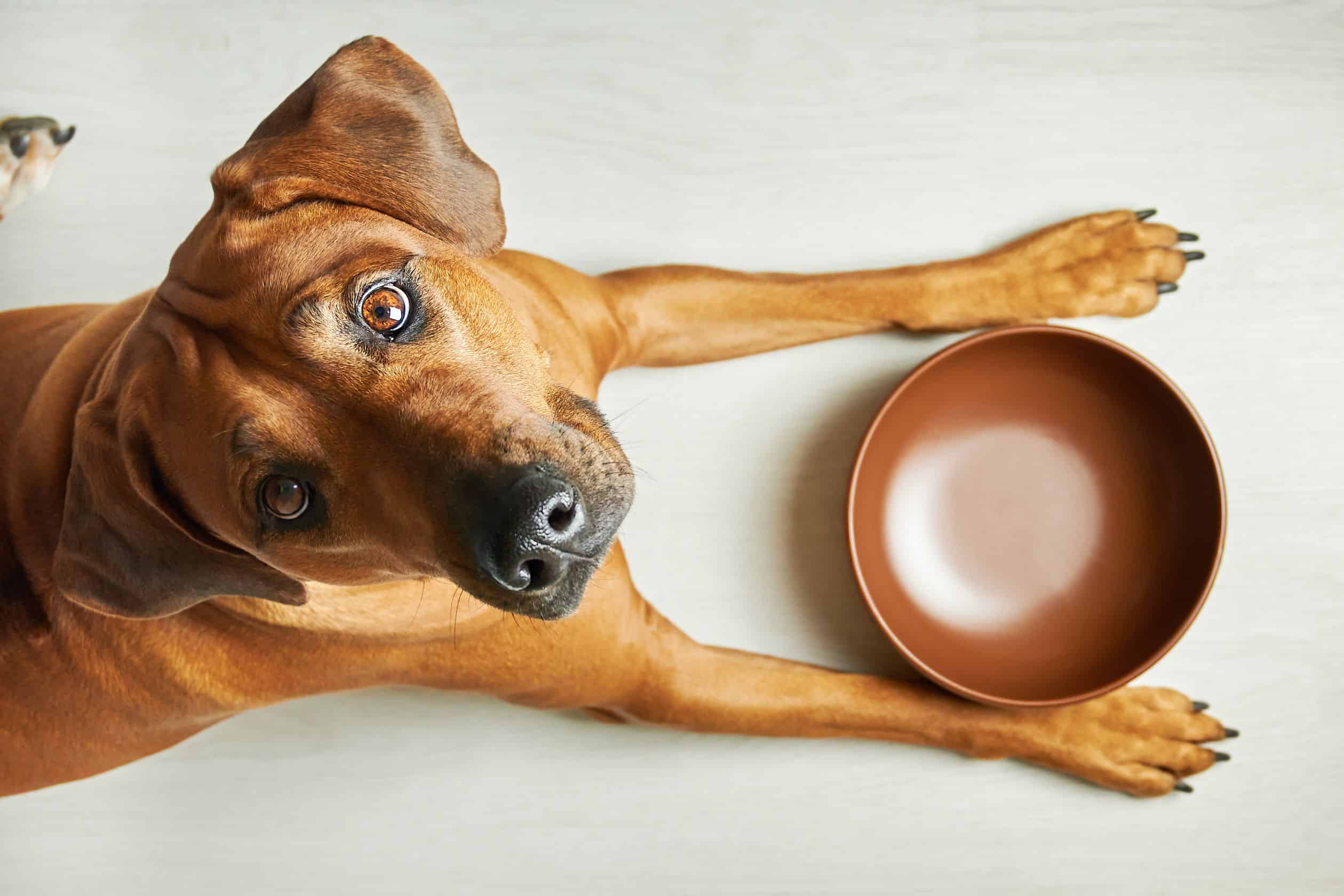 From the Vet: What to Look for When Buying Pet Food