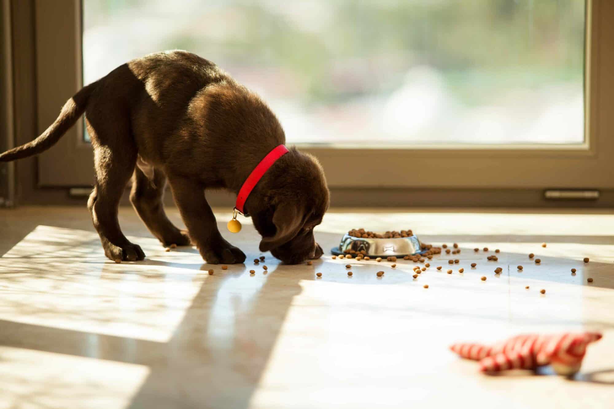 Help! My Puppy Eats Too Fast for Their Own Good