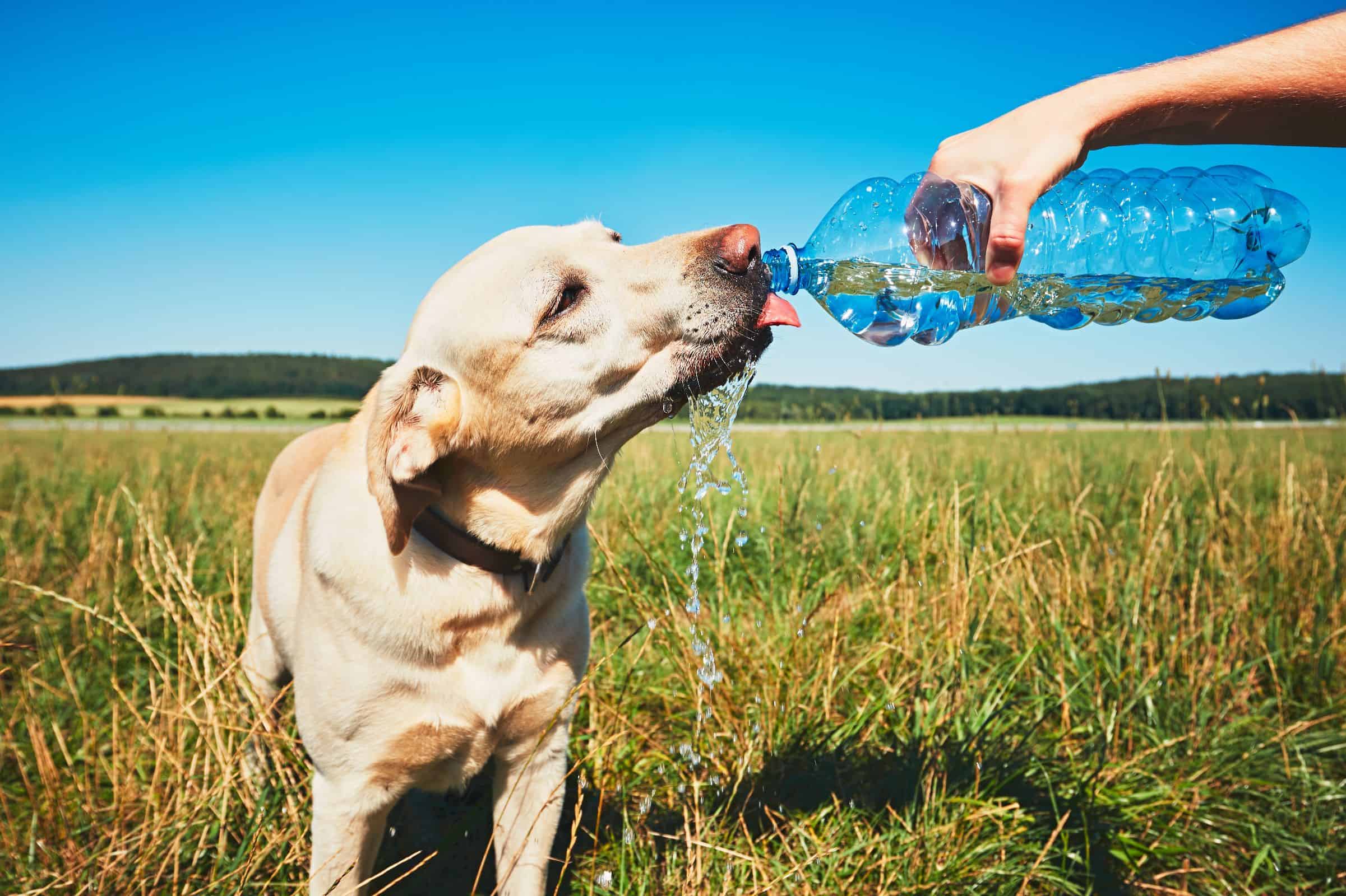 Summer Heat Safety for Pets: Best Practices Inside and Outdoors