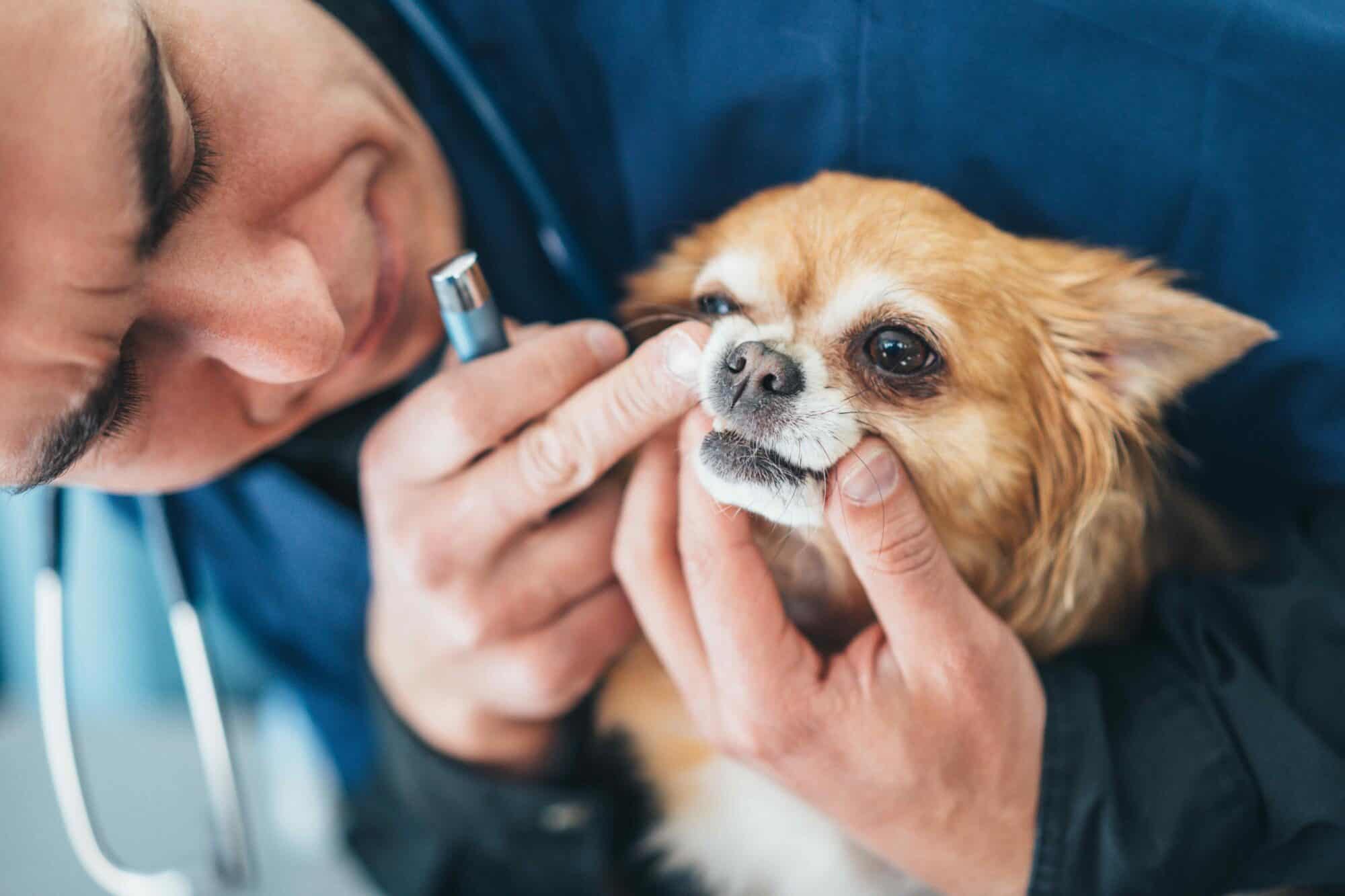 Is Dog Dental Care a Must Do?