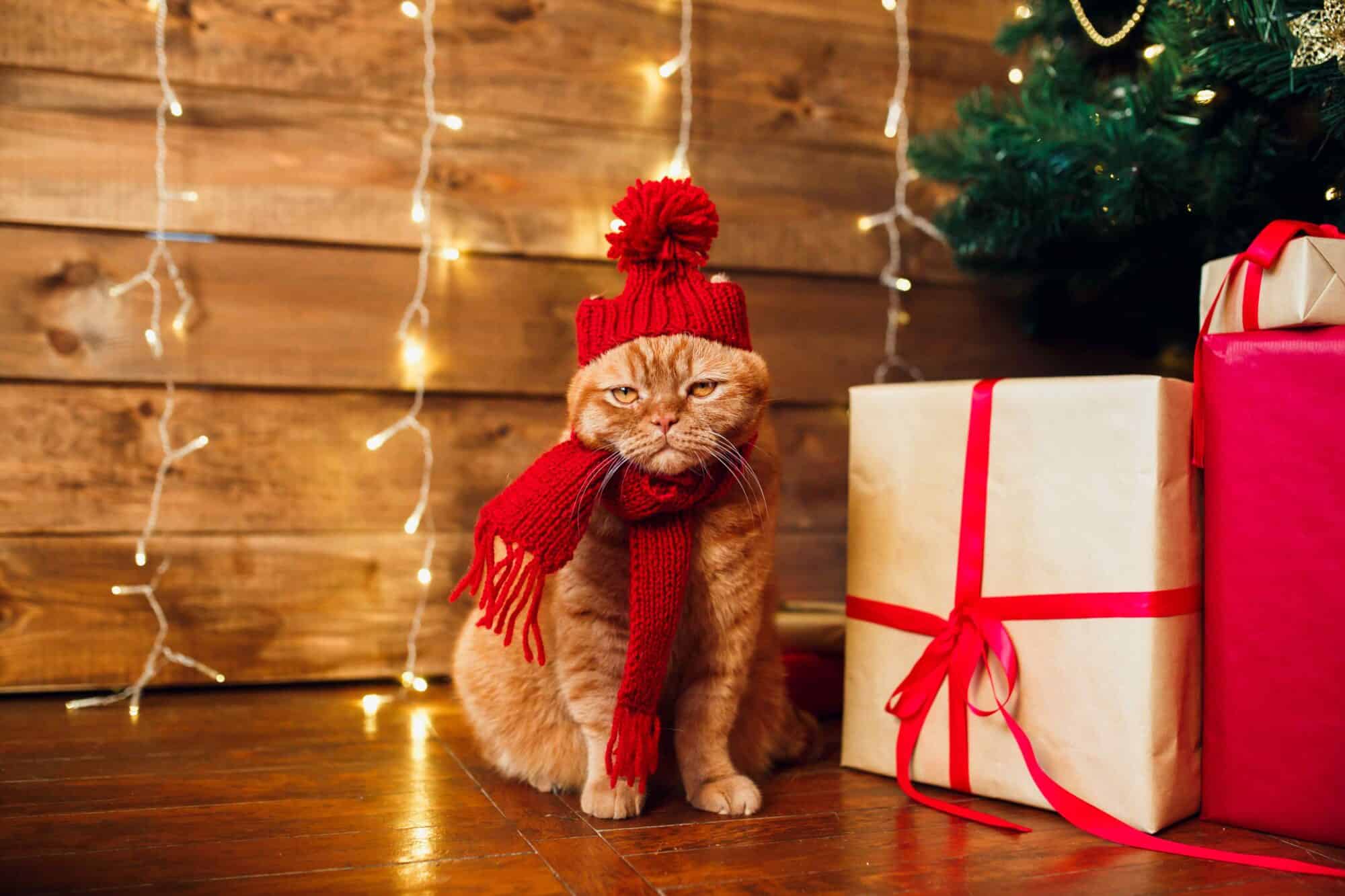 The Best Gifts for Your Pets This Holiday Season