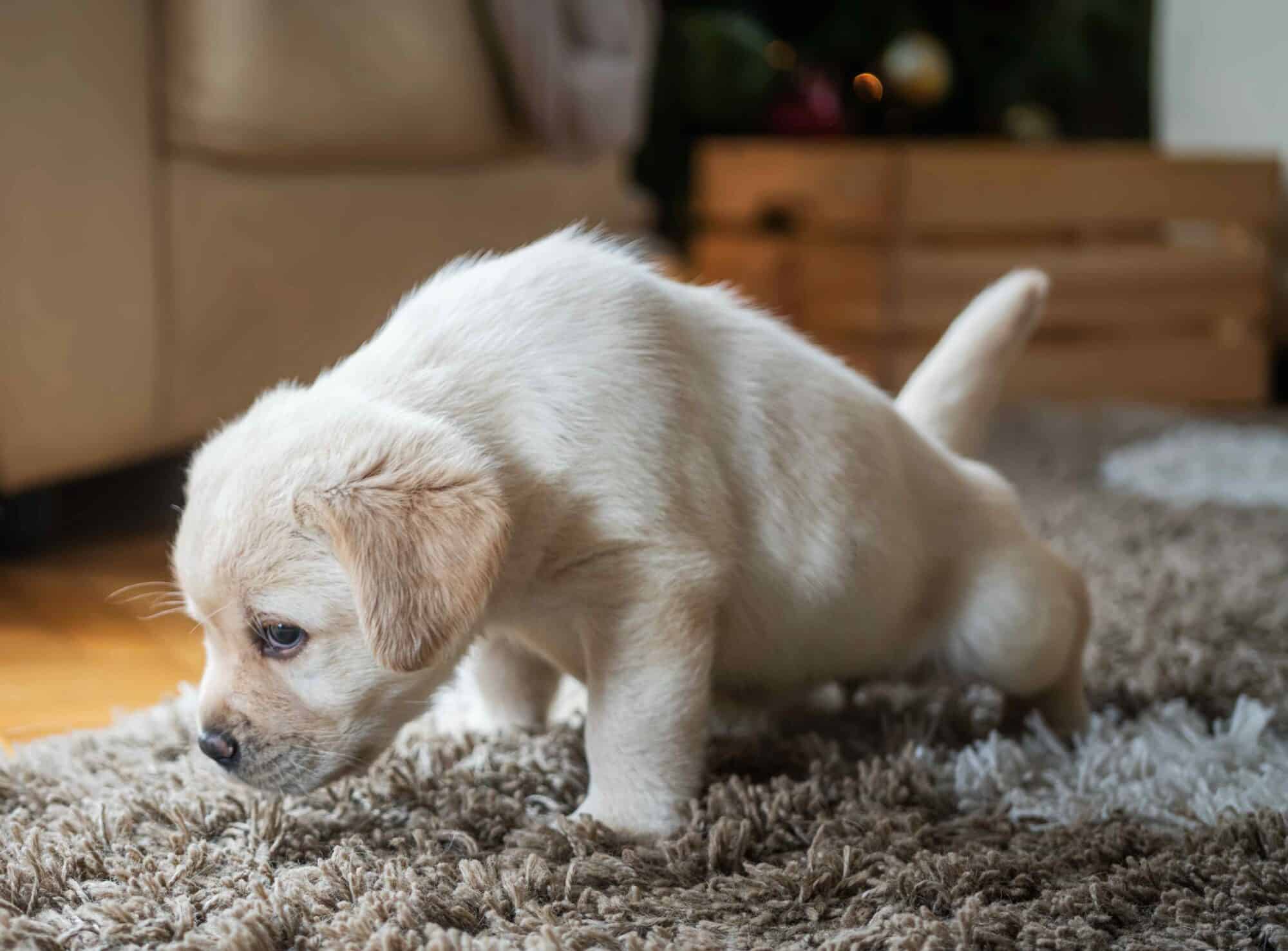 The Perfect Puppy Pupil: Techniques for House Training Your Dog