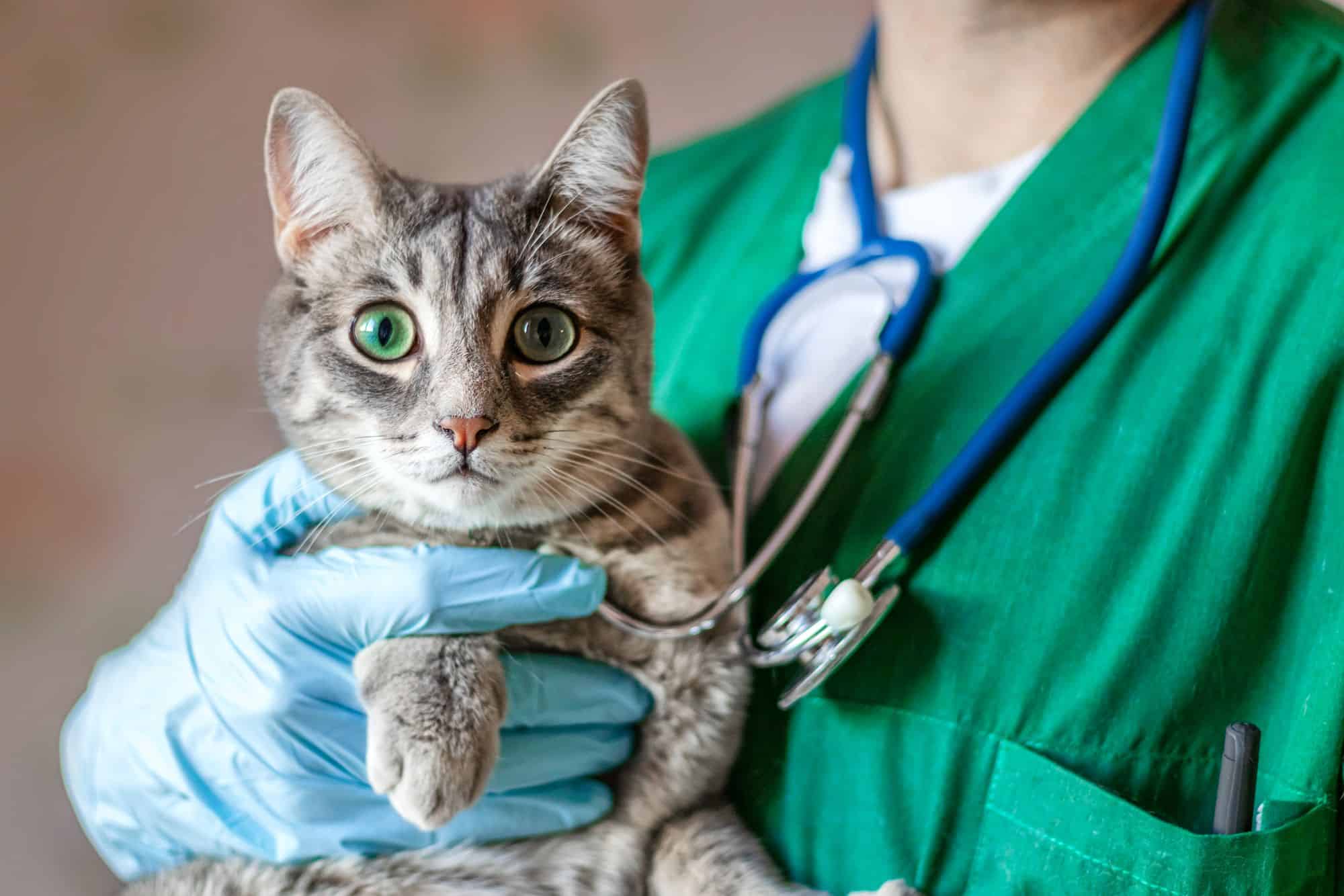 Reasons Why Regular Vet Visits Are Essential for Your Pet’s Health