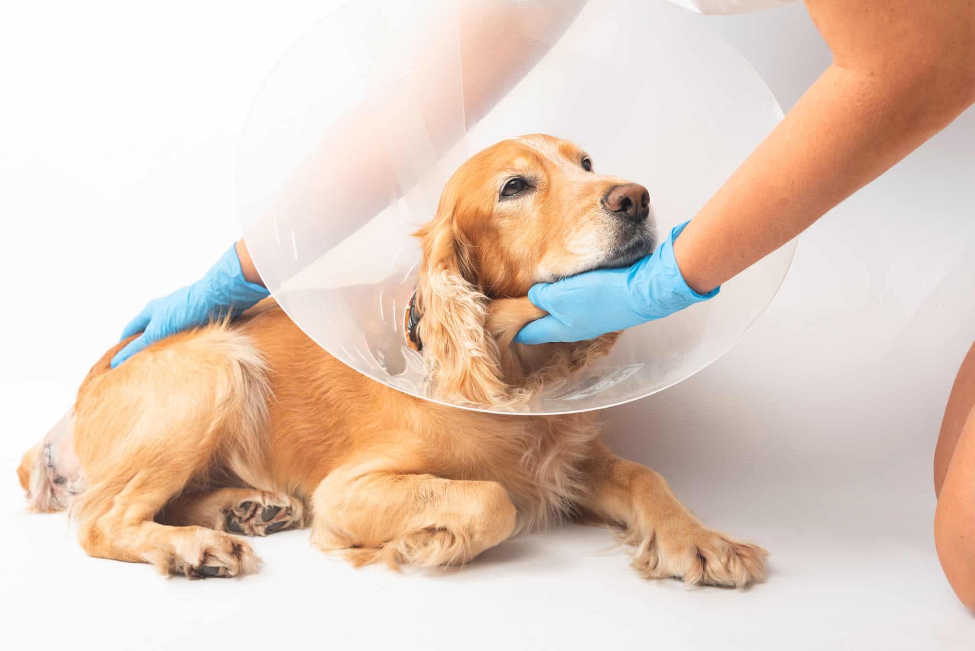 How to Prepare Your Pet for Surgery and What to Expect During the Recovery Process