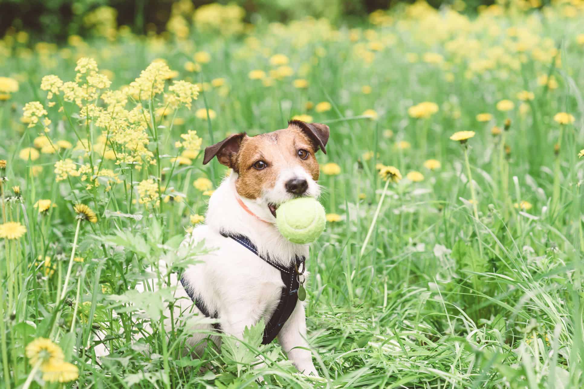 The Round-the-Clock Battle: How to Shield Your Pets from Fleas and Ticks