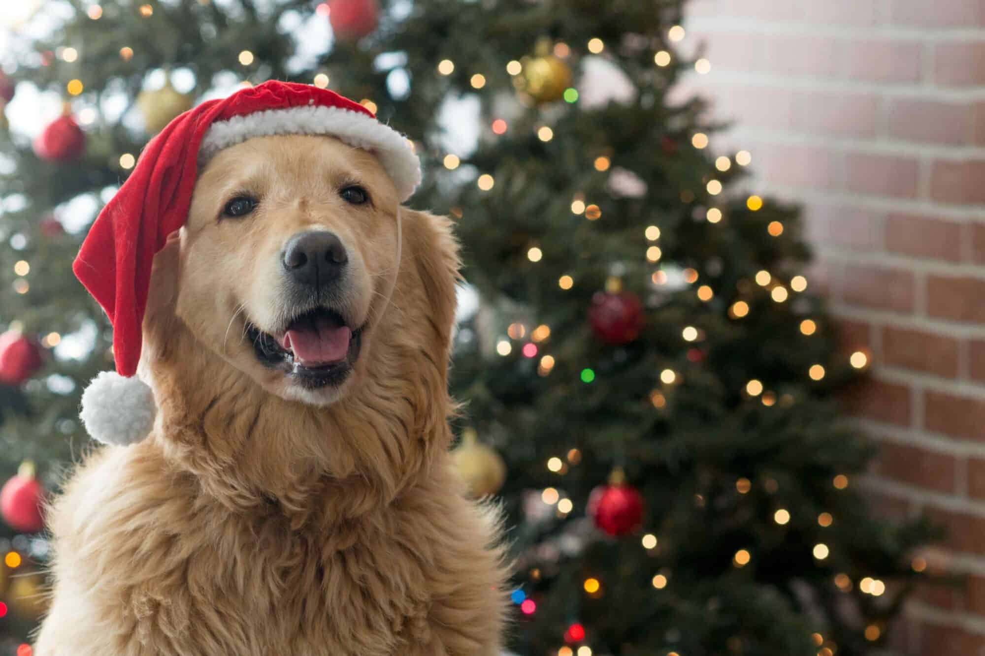 Winter Wonderland Safety: Protecting Your Pets During the Holidays