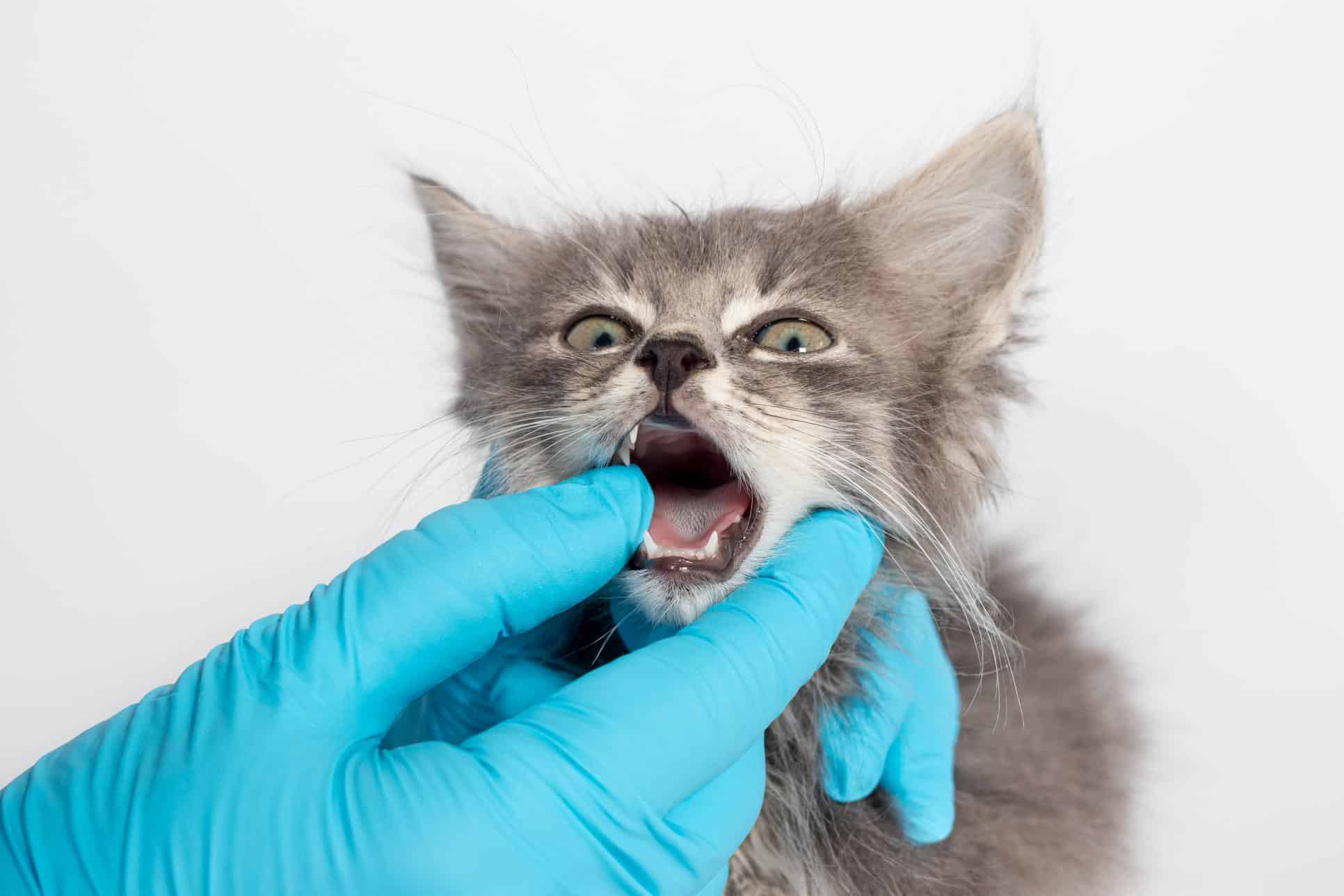 Understanding Periodontal Disease in Pets: Causes, Symptoms, and Treatment