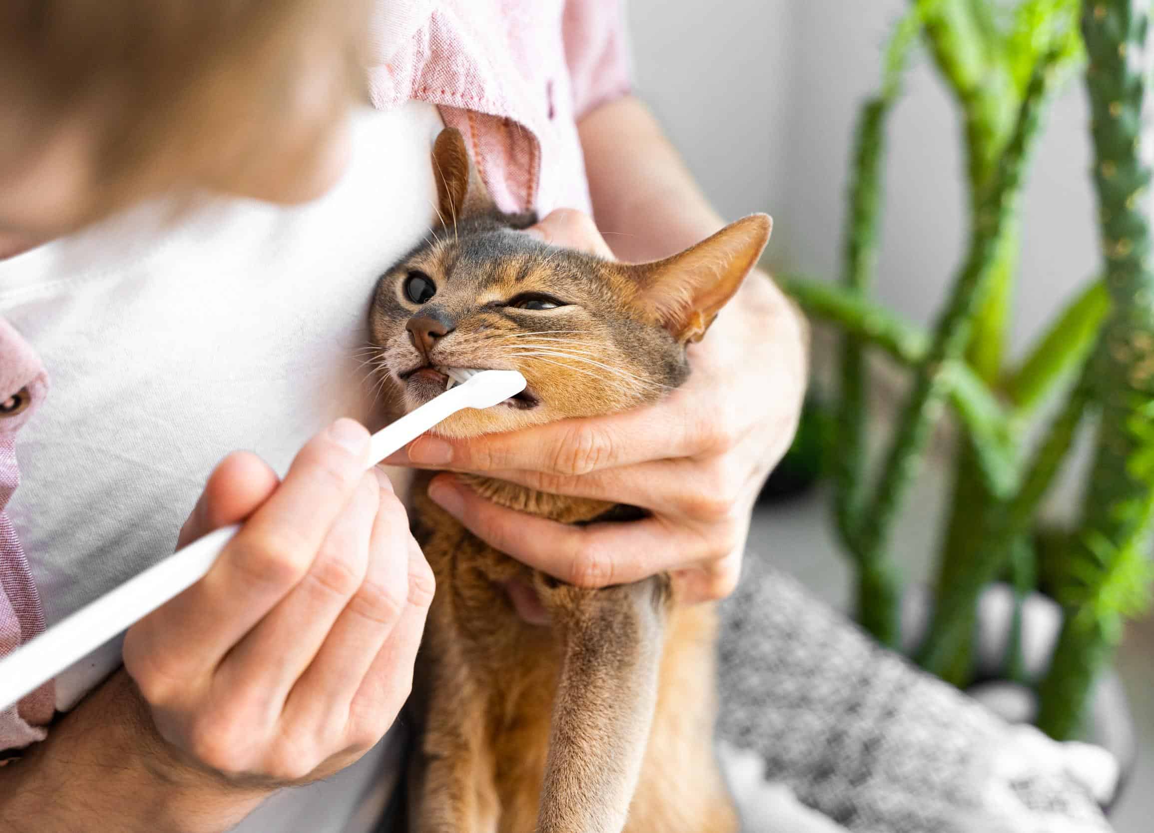 Cat Dental Woes: Identifying and Treating Common Feline Oral Issues