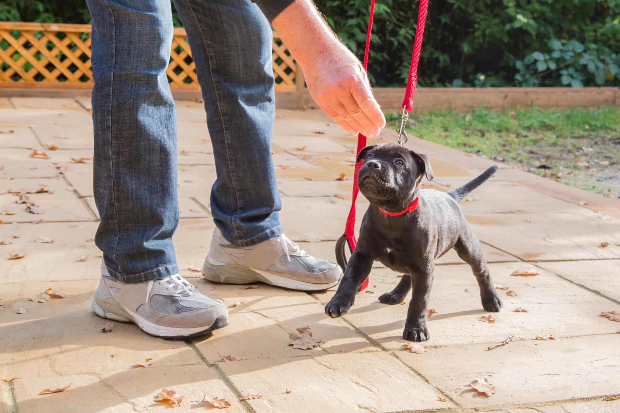 Puppy Training 101: Essential Commands and Techniques