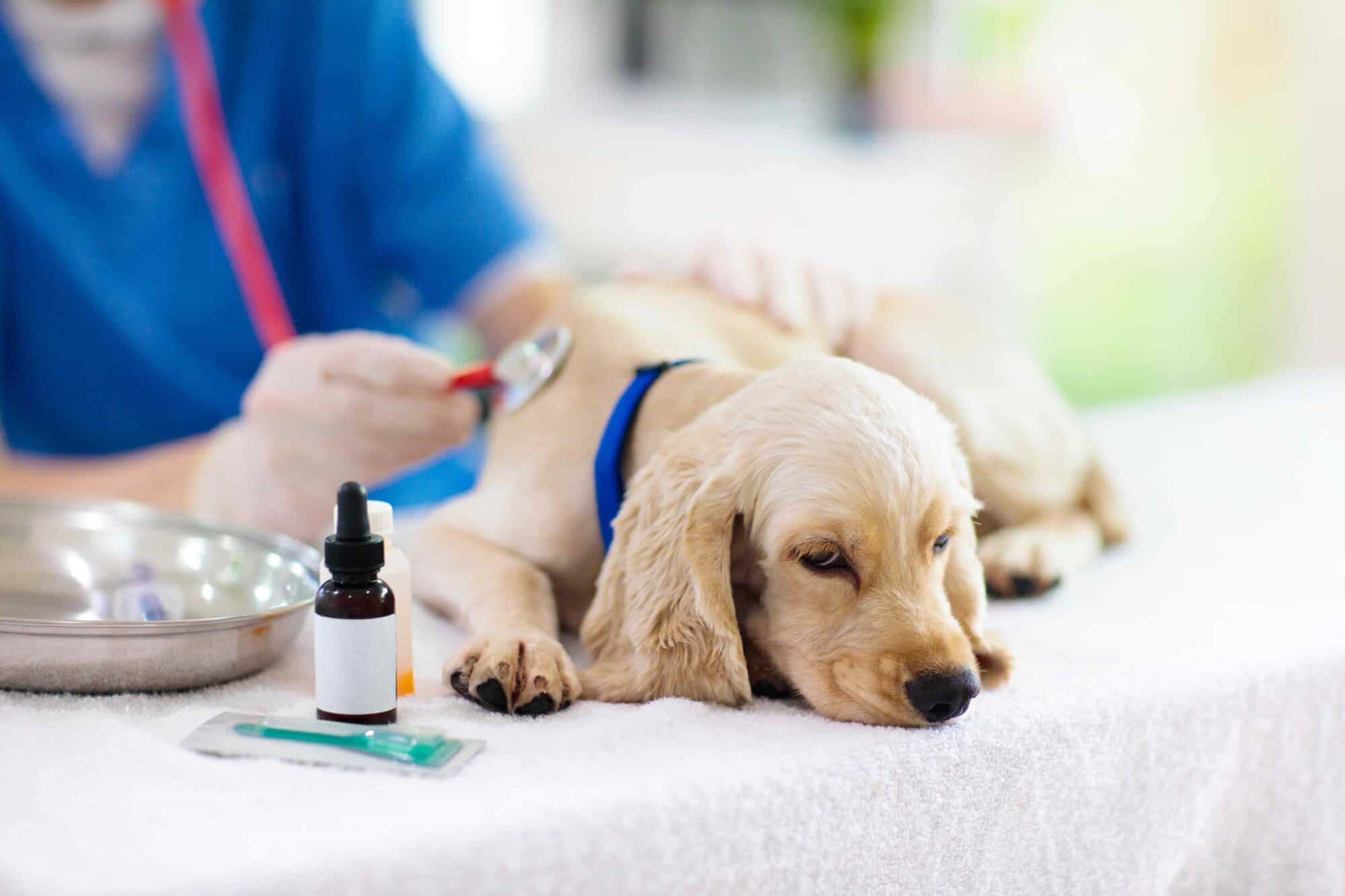 Urgent Care vs. Routine Check-ups: What Every Pet Owner Should Know