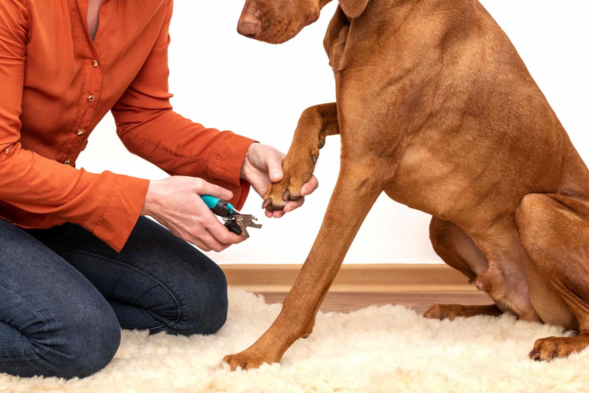 Happy Feet: Why Nail Trimming Is Essential for Your Pet’s Health