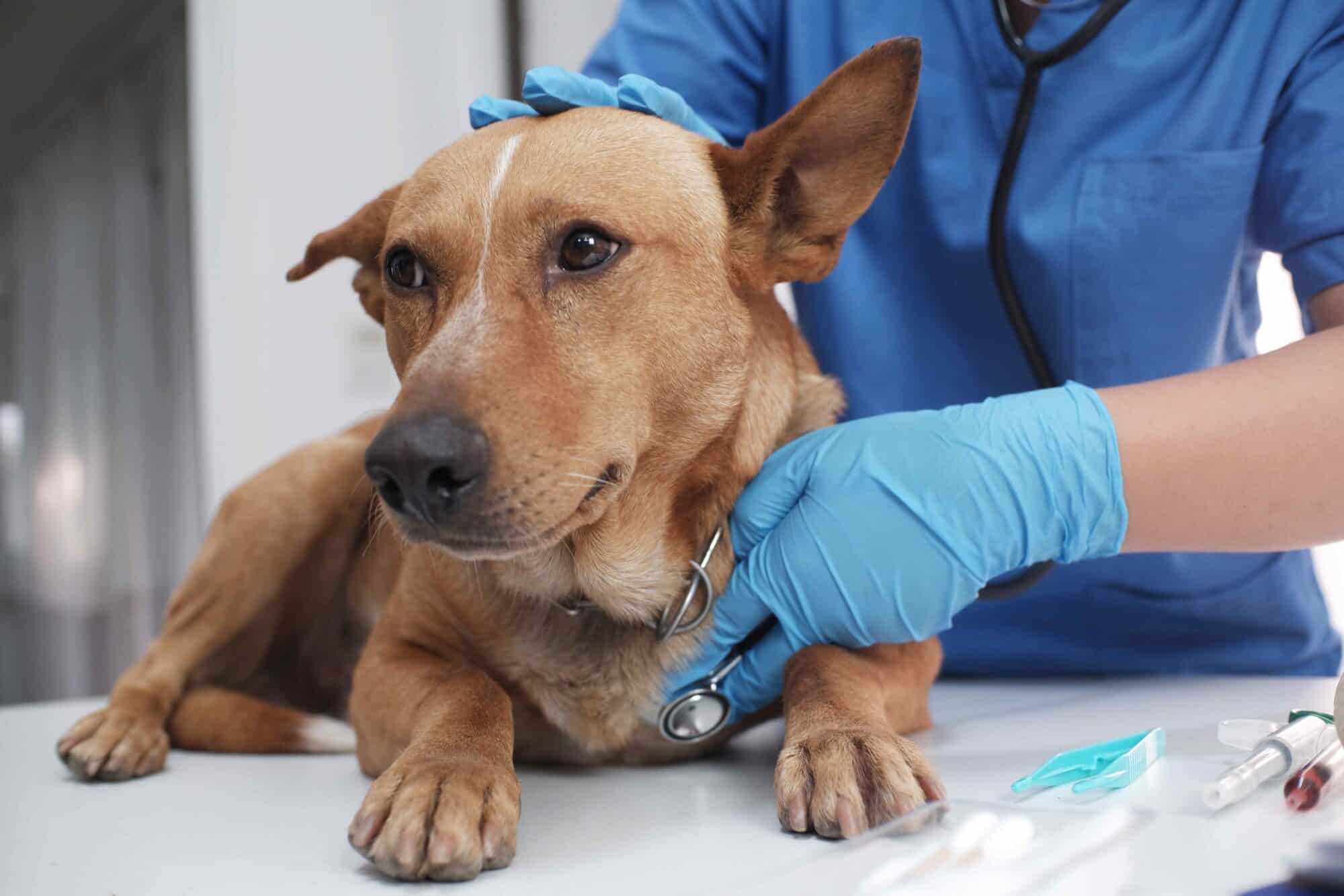 When Seconds Count: Essential Steps for Handling Pet Emergencies