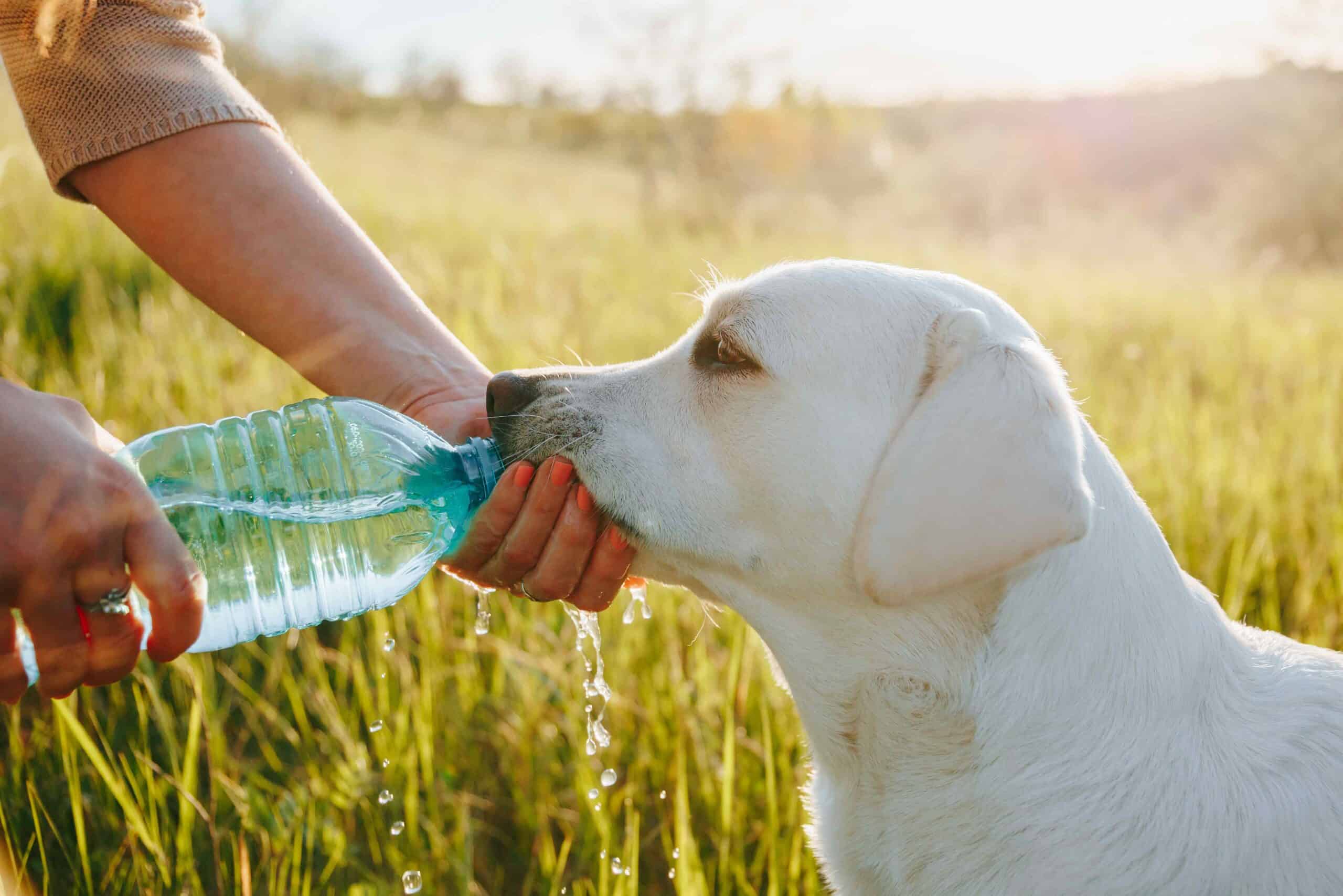 Sizzling Summer Safety: Essential Strategies for Keeping Your Dog Cool