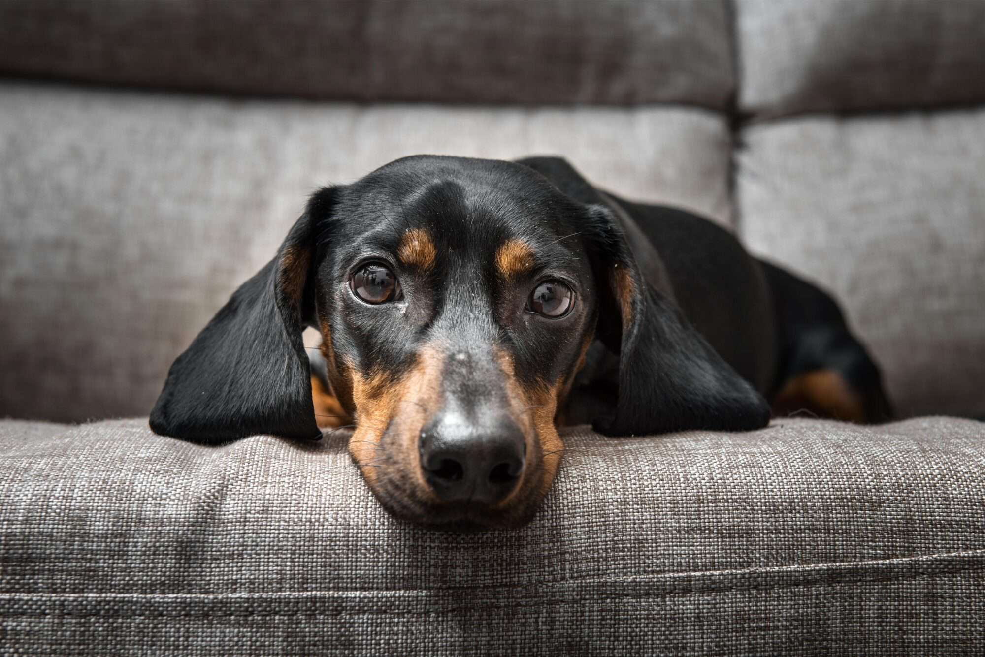 Why Does My Dog Keep Licking His Paws?