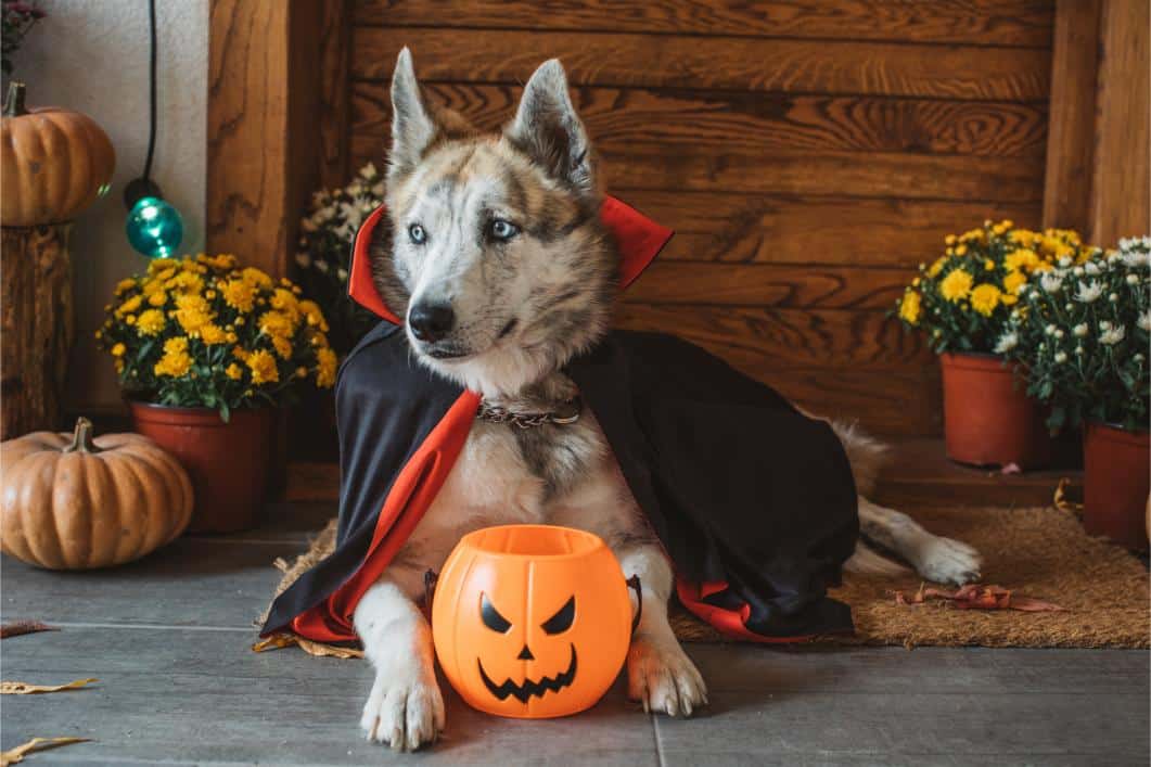 Keeping Your Pets Safe This Halloween: Top Tips