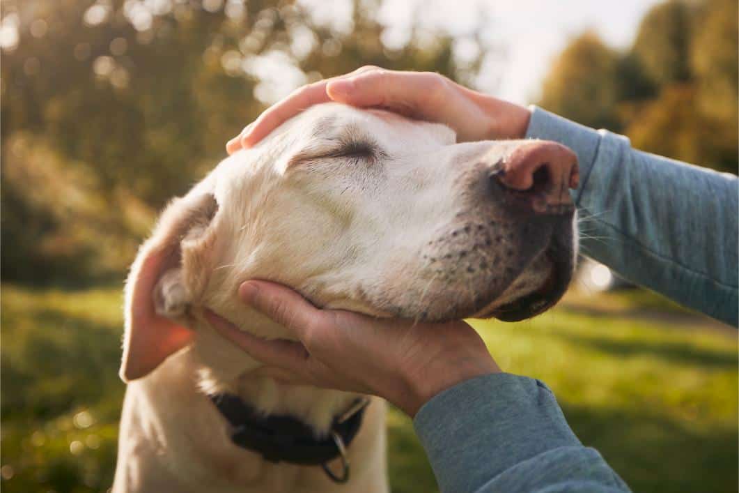 How to Prepare for Bringing a Senior Pet into Your Home