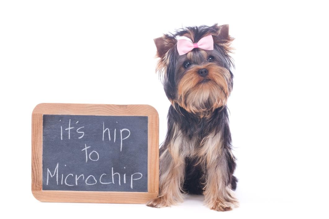 The Importance of Microchipping Your Pet Before the Holiday Season