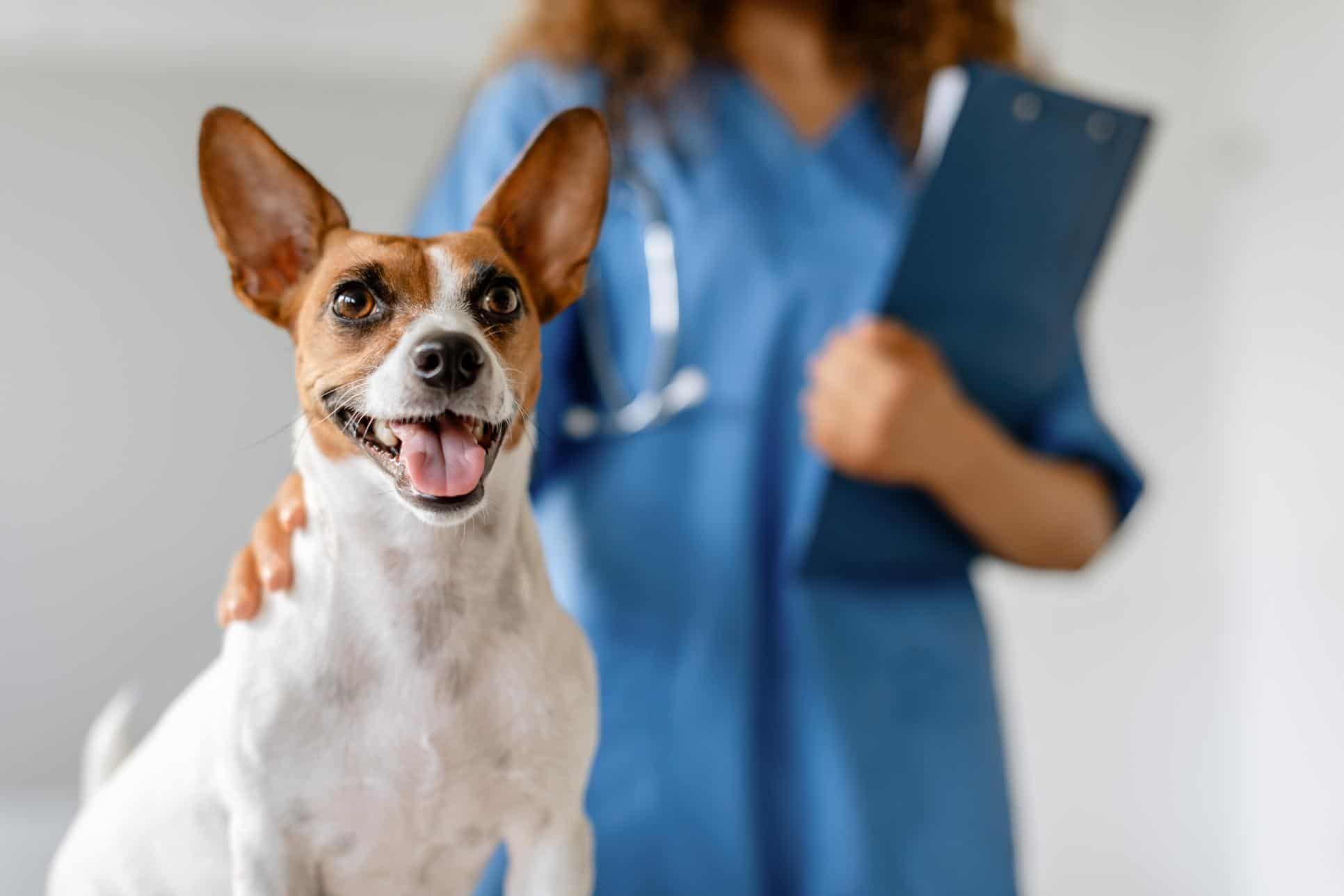 Is Your Pet Overdue for a Vet Visit? Start the Year with a Checkup