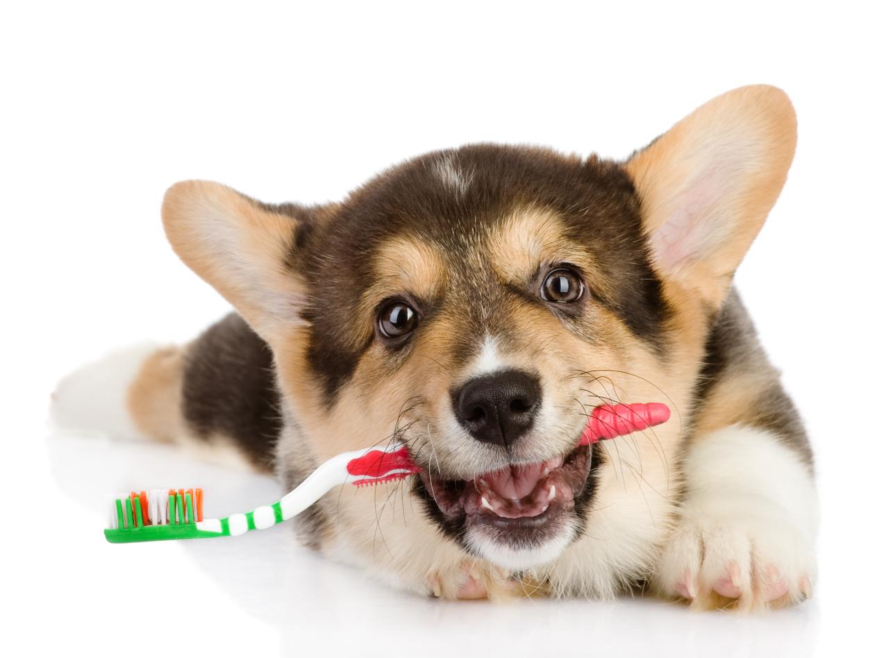 Preparing Your Pet for Their First Professional Teeth Cleaning