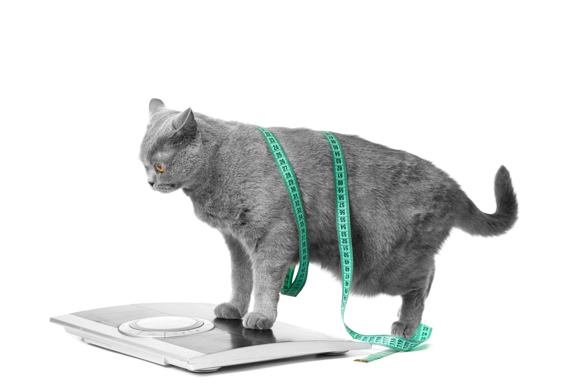 Understanding Pet Obesity