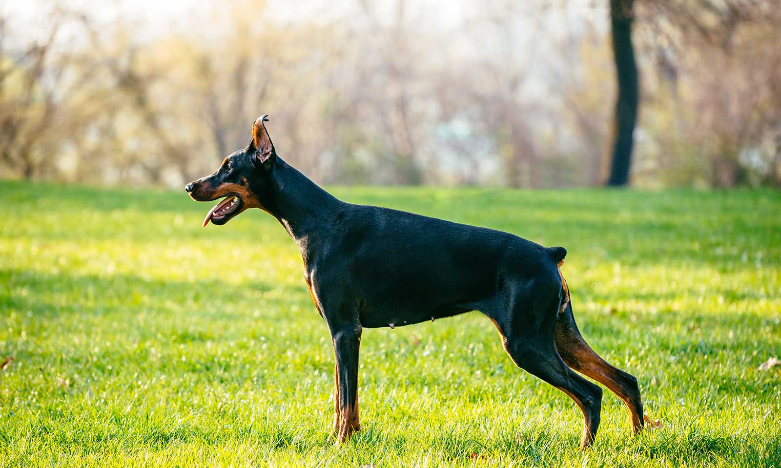 Dog in a field