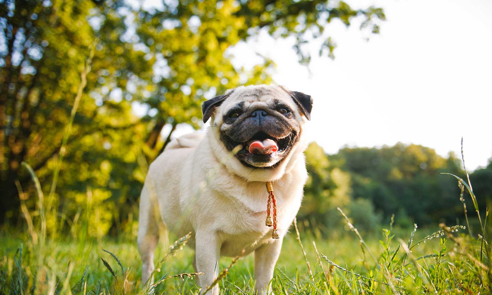 Dog in a field