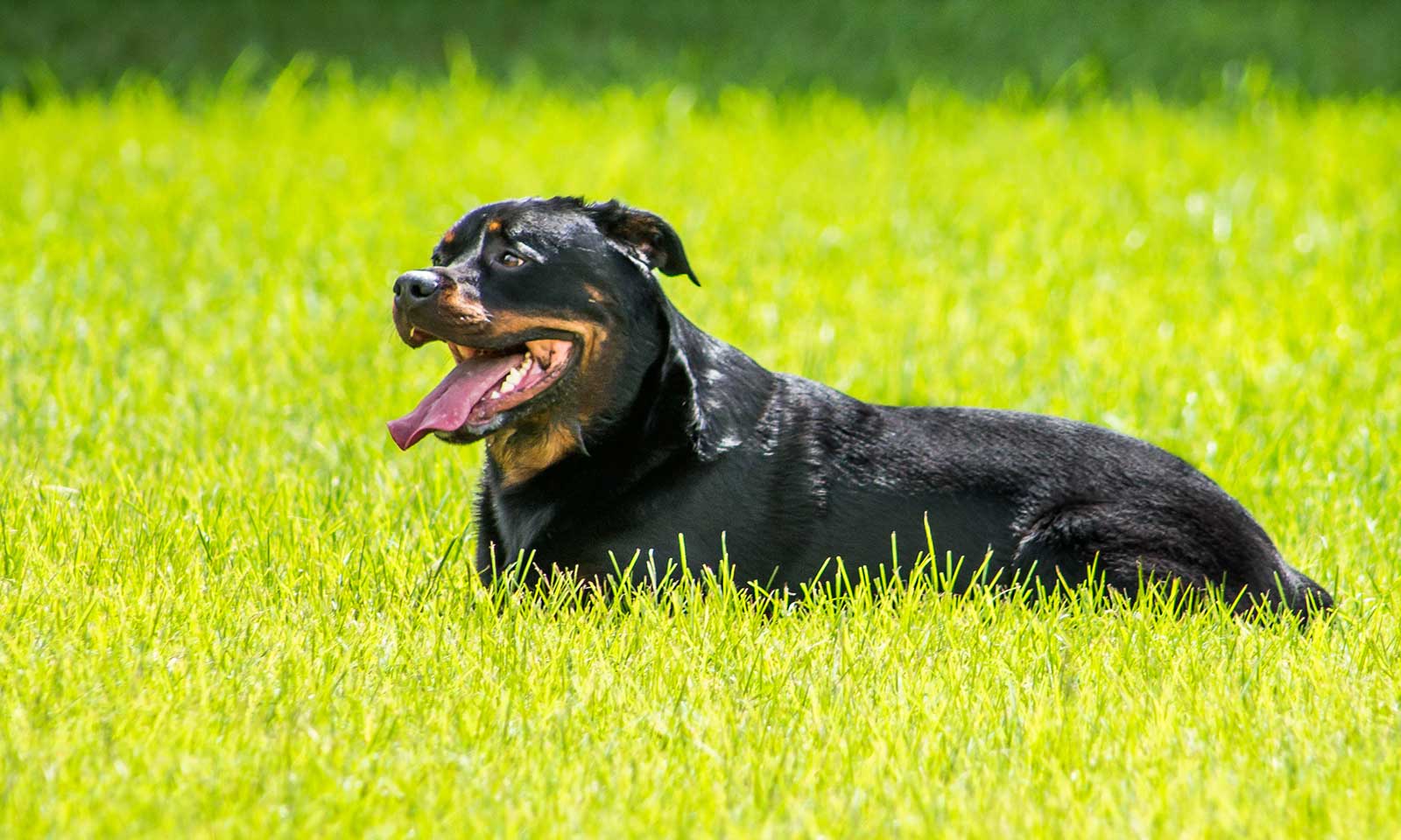 A Rottweiler laying in a field