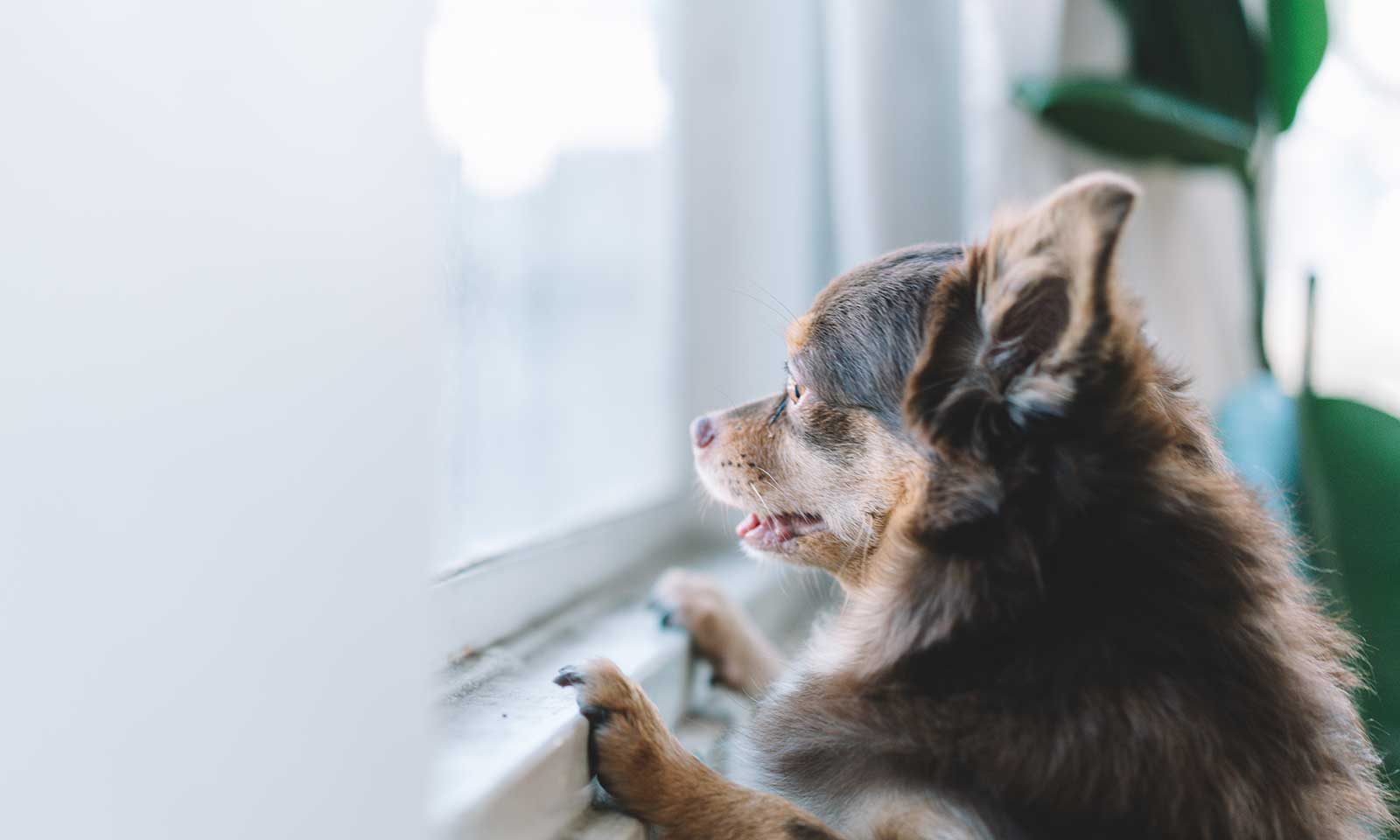 A dog looking outside