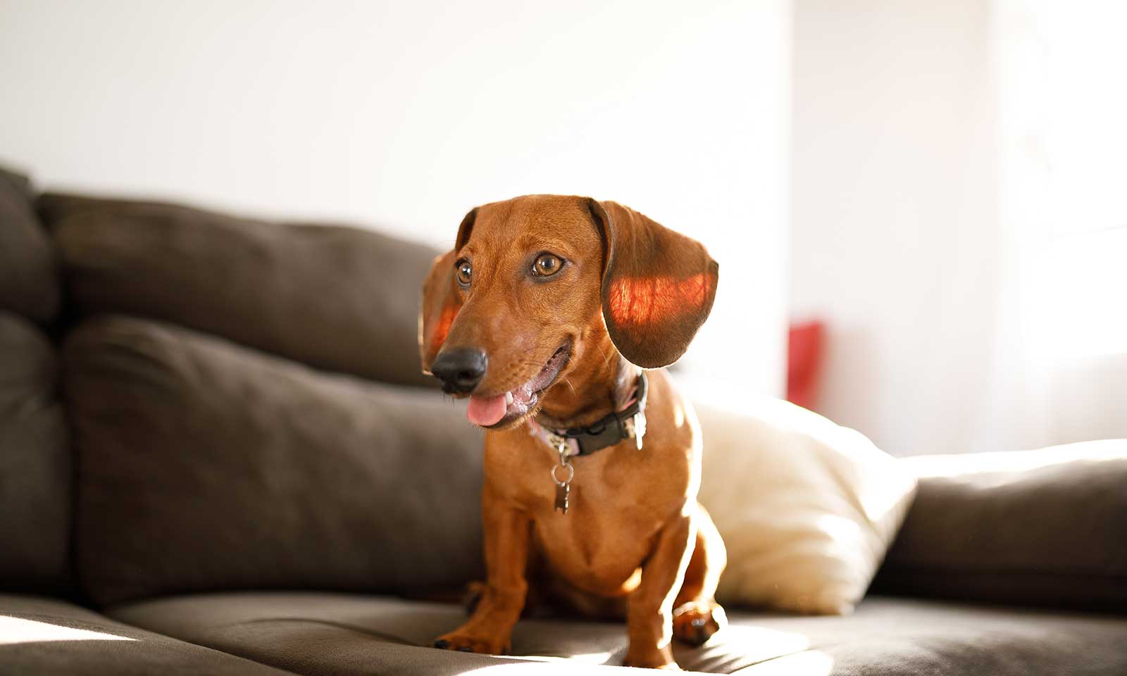 A dog in a living room