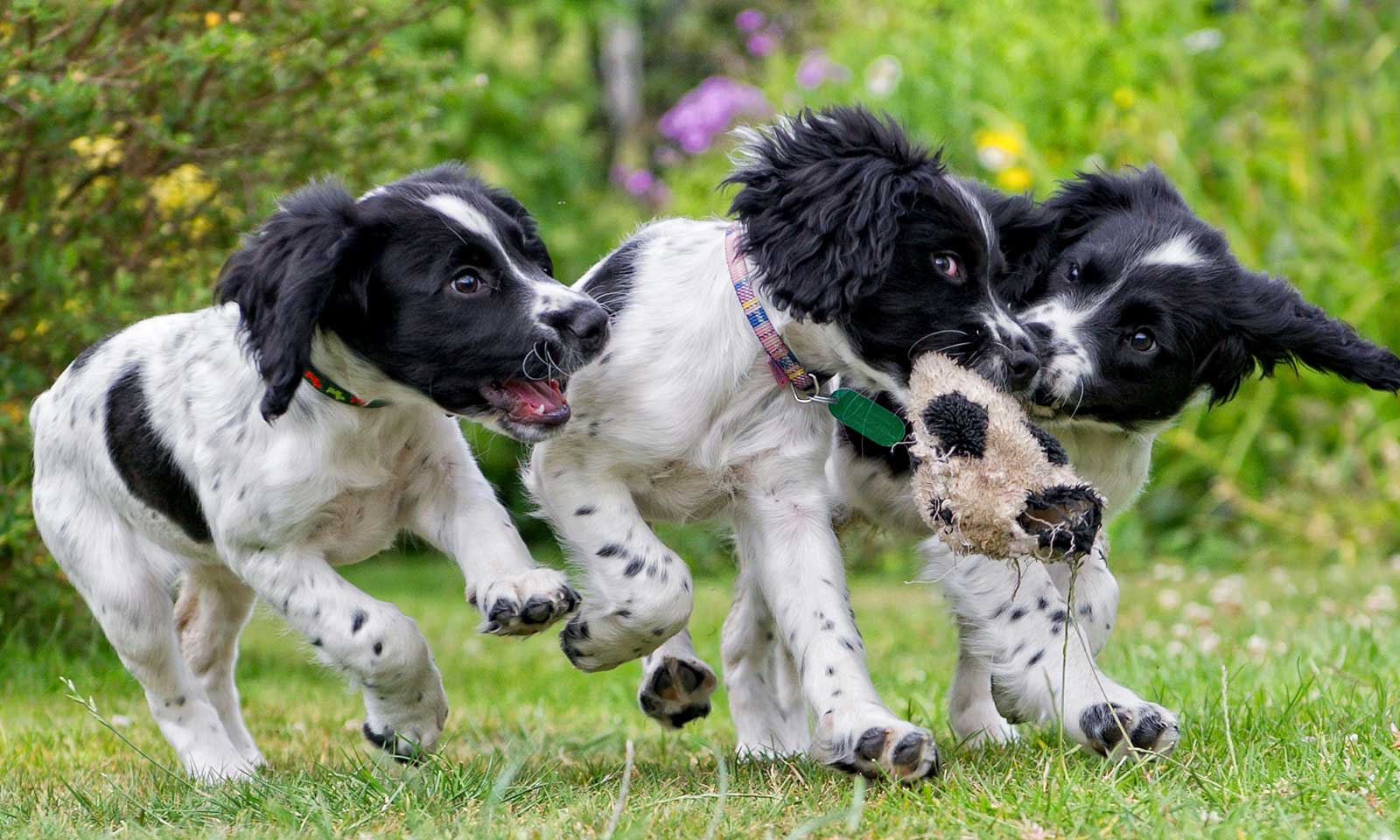 Three puppies playing