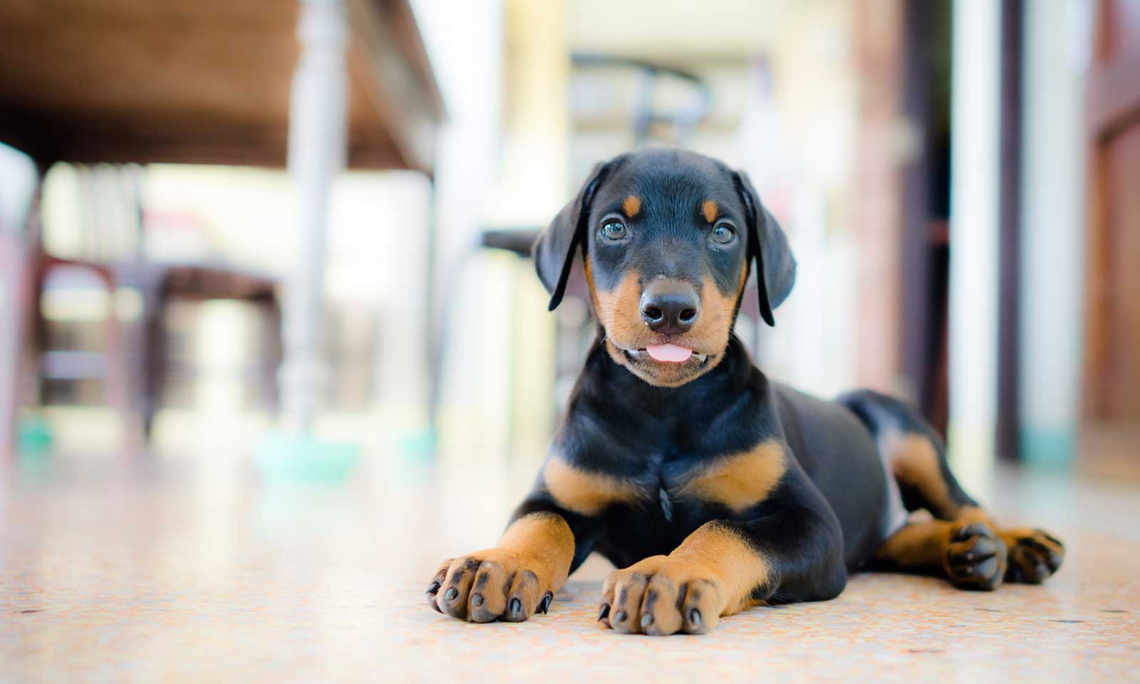 A puppy laying on the floor with his tongue out