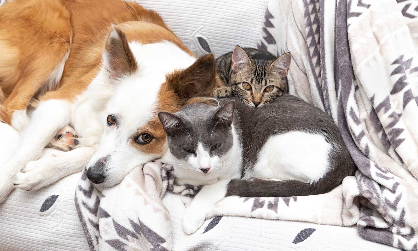 Dog with cats