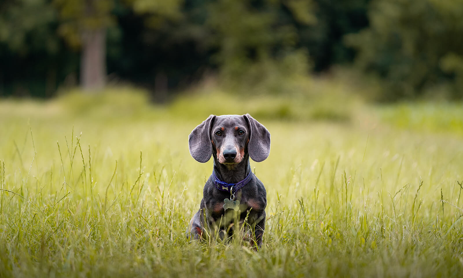 Dog in field