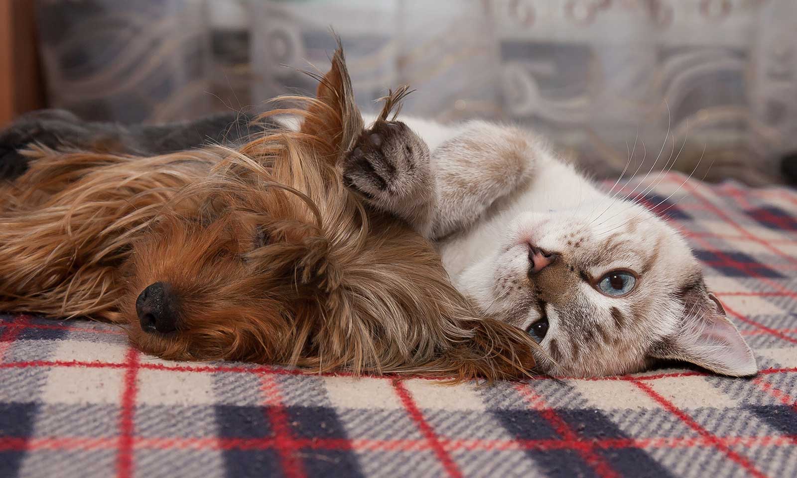 A cat and dog lazing around