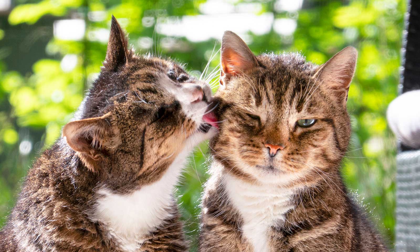 A cat grooming another