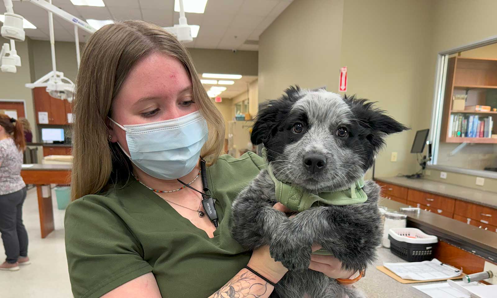 A puppy being examined