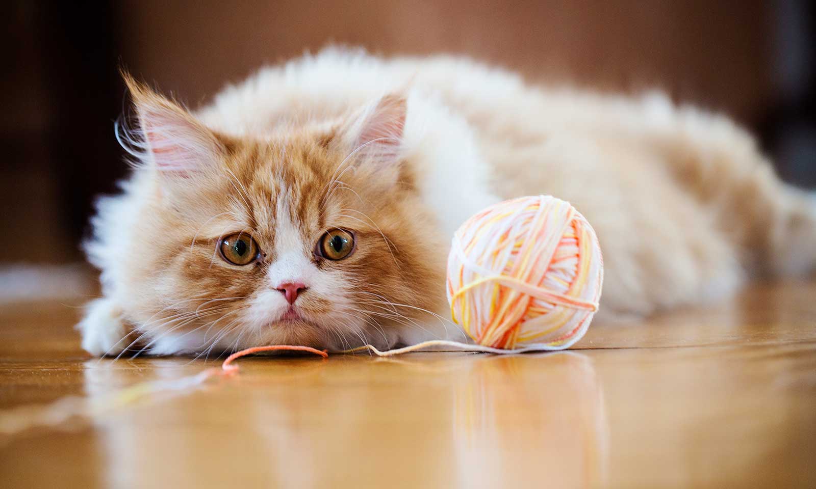 A cat laying with a toy