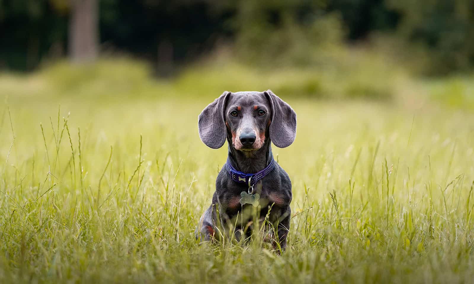 Dog in field