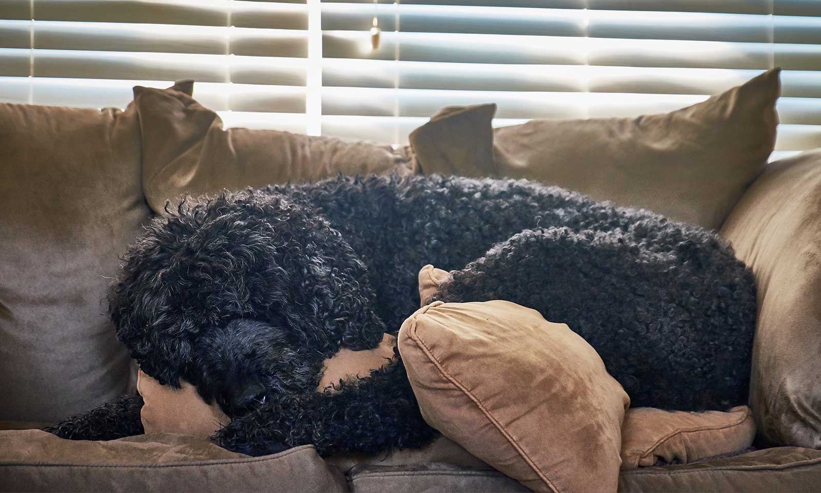 A dog sleeping on a couch